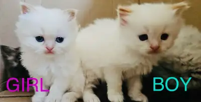 I have 2 Himalayan ragdoll kittens ready to go may 4th. Mom is Himalayan ragdoll and the Dad is Hima...