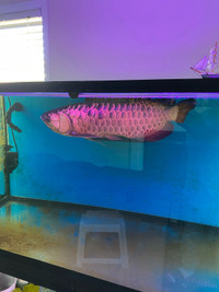 Brand New Aquarium led lights