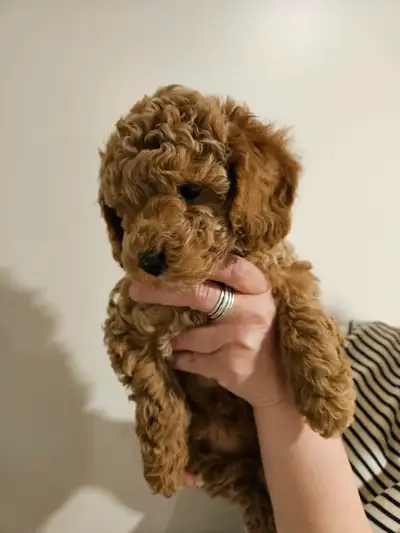 ✨ Elegant Toy Poodle Puppies Available ✨, View more