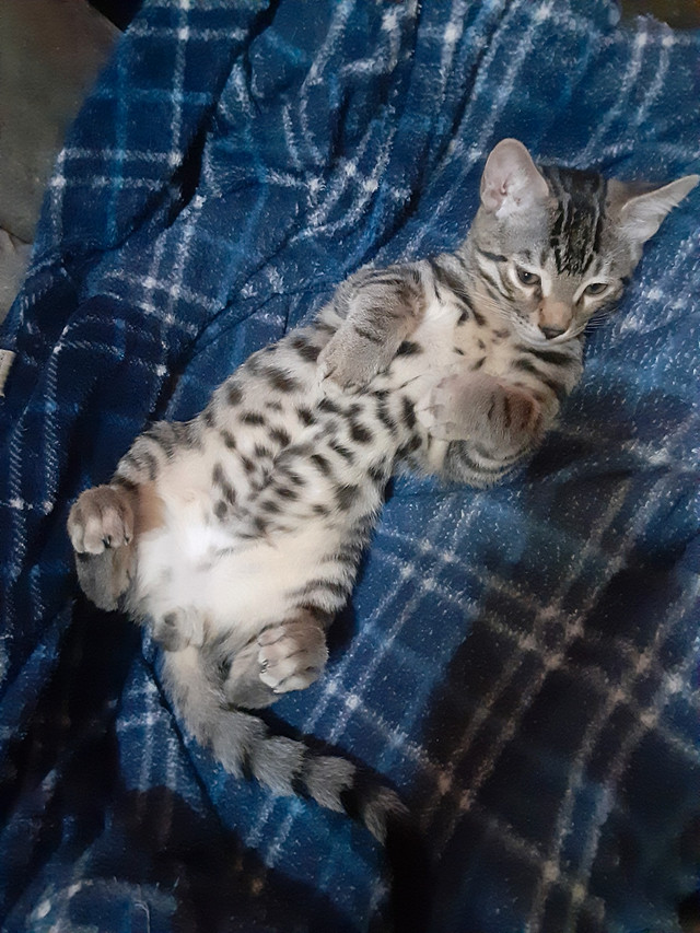 chaton bengal pure race parent sur place dans Chats et chatons à adopter  à Trois-Rivières - Image 4