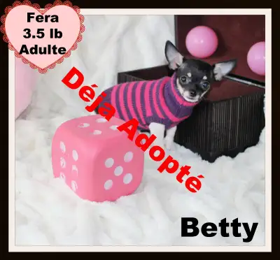 ❤Betty Fera 3.5 lb adulte.Élevé en liberté .Bien Socialisé.Examen de santé + Garantie complet,ont re...