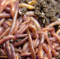 Red Wigglers: The Champions of Nutrient-Rich Garden Fertilizer