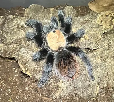 Brachypelma albiceps (Mexican Golden Red Rump) – female  (~3”), View more