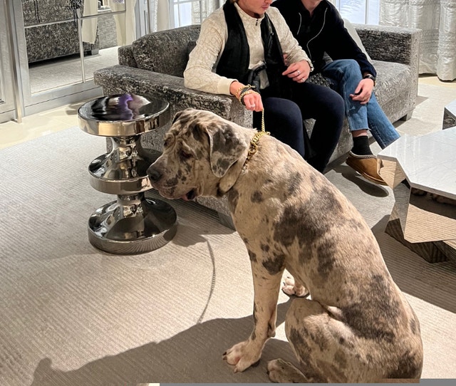 Quality Neapolitan Mastiff Molasses Bloodline, rarest colour Dogs