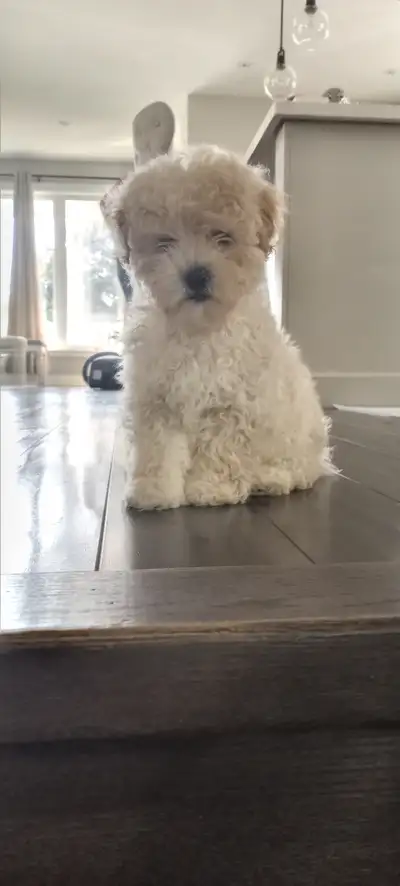 Toy Poodle Pup for Sale, View more
