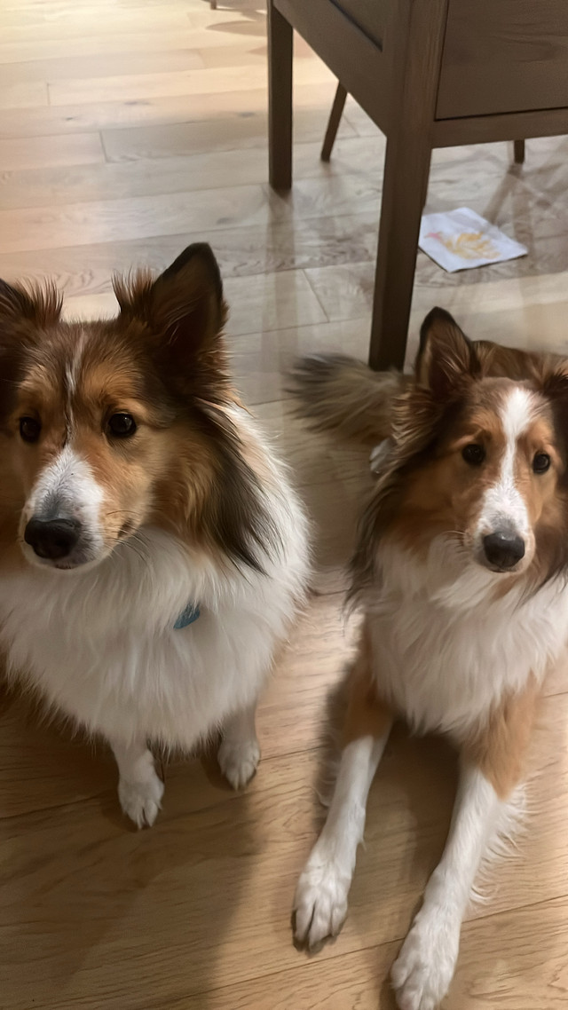 À vendre dans Chiens et chiots à adopter  à Laurentides