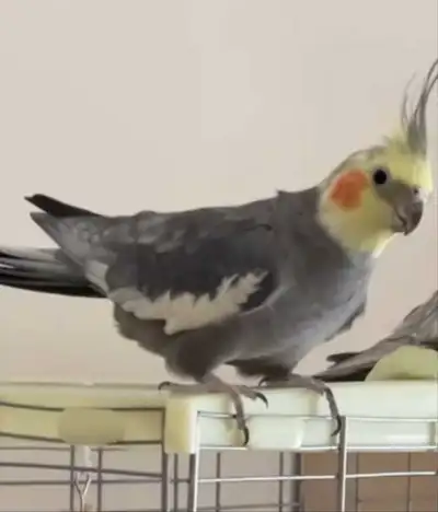 HELP! Find  pet $ 600 RW NO QUESTION  ASK, View more