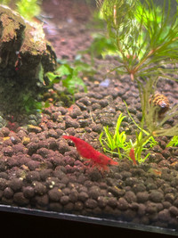 cherry shrimp