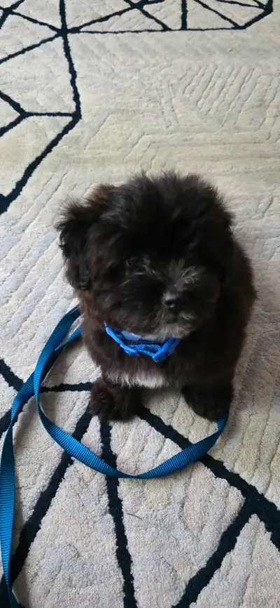 $700 Adorable Pomeranian Poodle Puppy, View more
