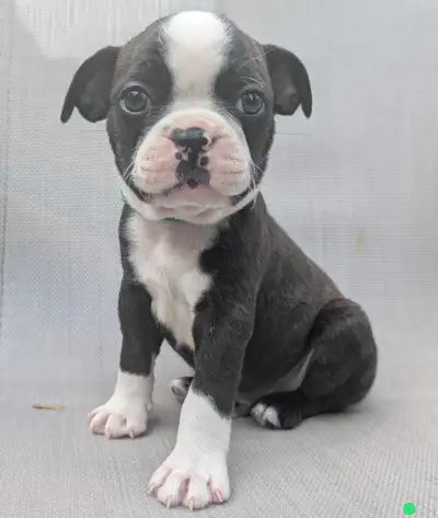 bébé boston terrier, View more
