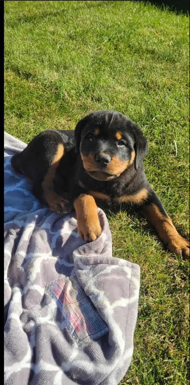 Purebred Male Rottweiler | Dogs & Puppies for Rehoming | Winnipeg ...