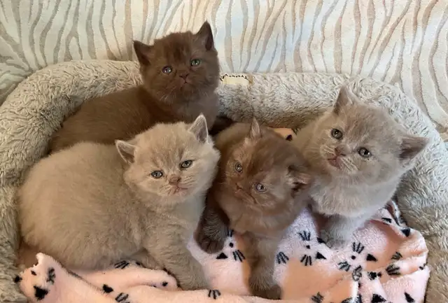 Bouncy Baby British Shorthair Kittens! 10 weeks old*READY NOW!* in Cats & Kittens for Rehoming in Moncton - Image 8