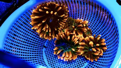 One of the most beautiful anemones and corals for your reef tank. Limited quantities. Tags: coral, c...