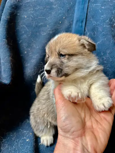 Chiot CORGI à adopter, View more