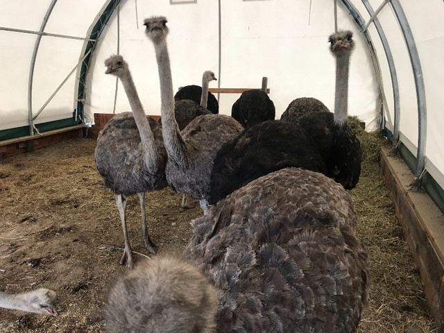 Ostrich breeders for sale in Birds for Rehoming in Kelowna - Image 2