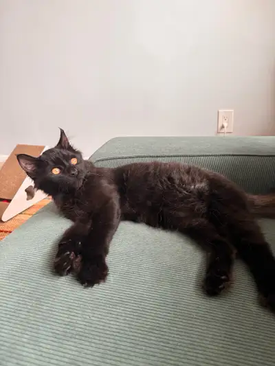 8 Month Old Siberian Kitten, View more