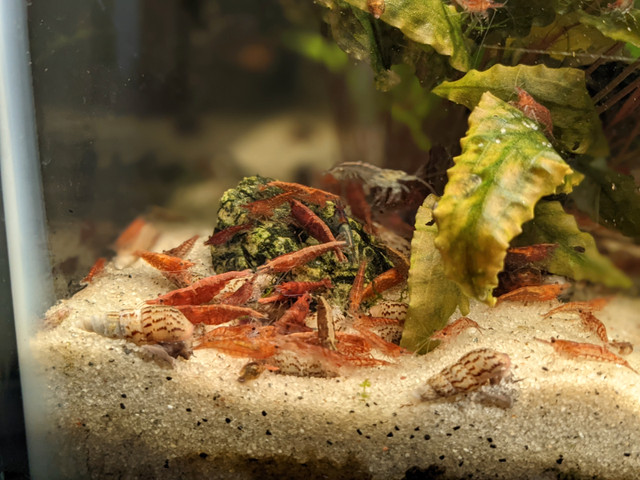 Aquarium shrimp for sale $20 for 20 in Fish for Rehoming in Oshawa / Durham Region - Image 4