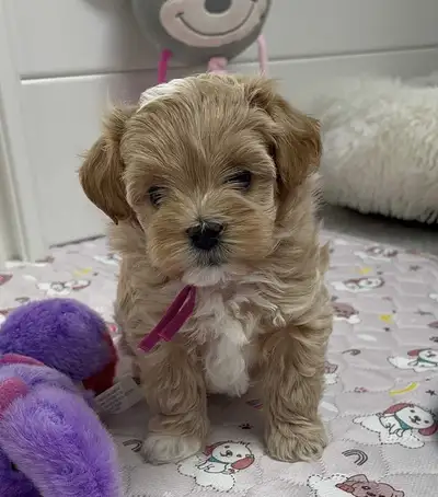 Upcoming Toy Maltipoo Puppies, 8lbs Full Grown, View more