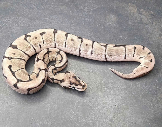 List of available Ball Pythons in Reptiles & Amphibians for Rehoming in Labrador City - Image 2