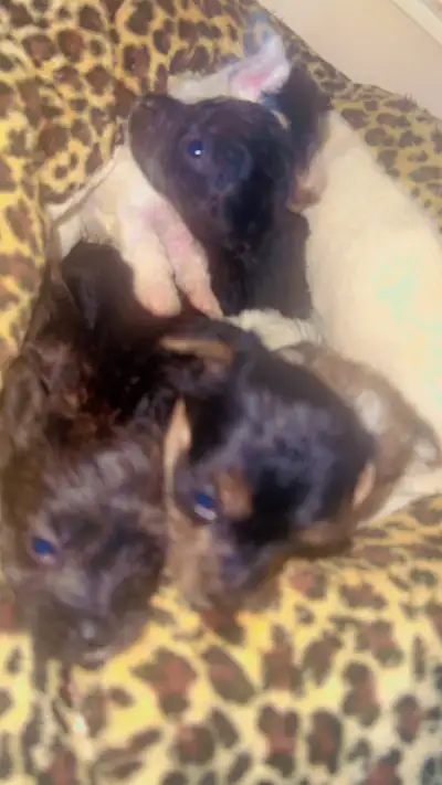 cute puppies for sale , View more