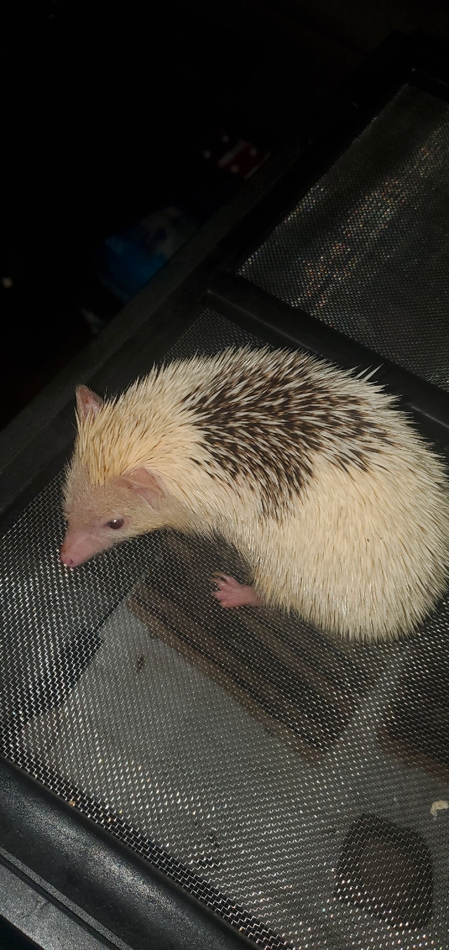 Hedgehog blackback -Female in Small Animals for Rehoming in City of Toronto - Image 4