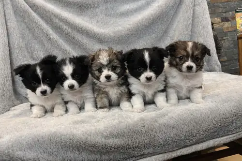 I have adorable Shih Tzu x Pomeranian puppies ready for new homes! These little furballs have unique...