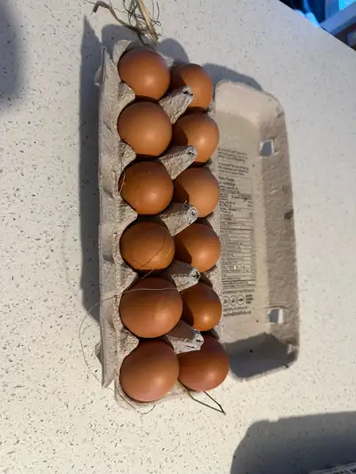 Chicken eggs, View more
