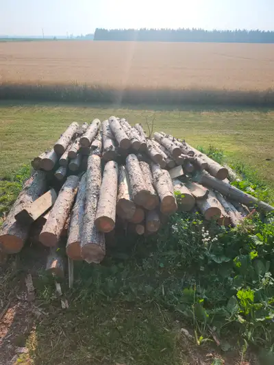 Free firewood, View more