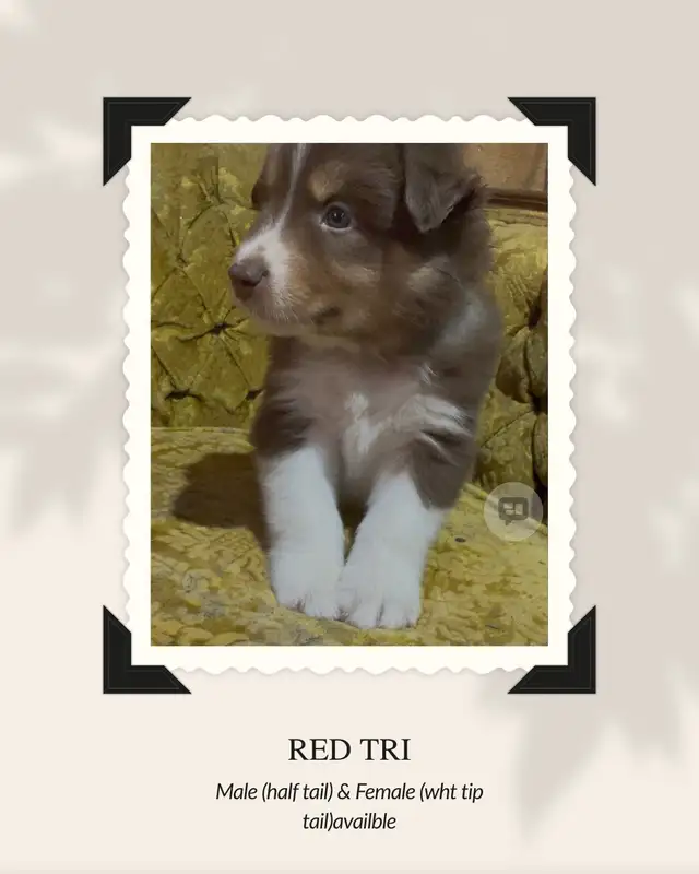 Purebred Australian Shepherd Puppies in Dogs & Puppies for Rehoming in St. Albert - Image 9