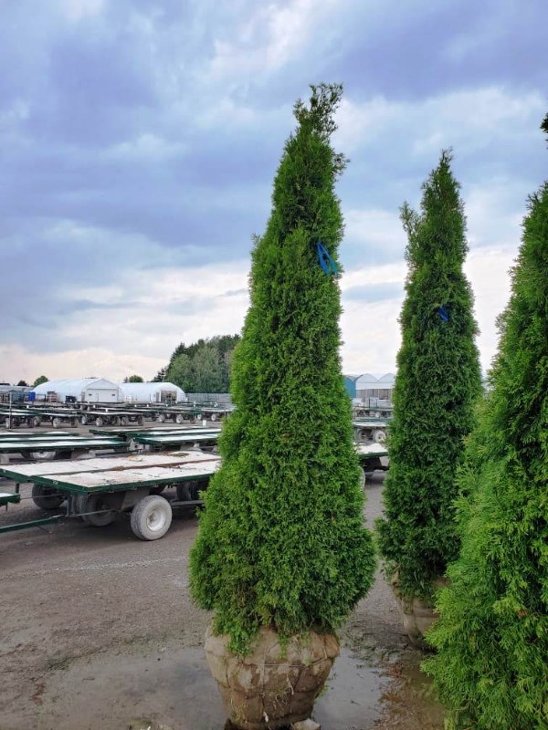 Emerald cedar & white cedar Outdoor Décor City of Toronto Kijiji