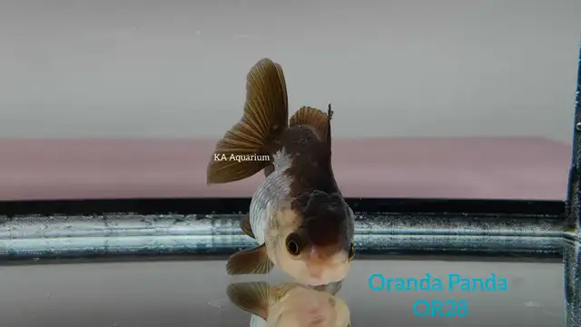 Oranda Panda and Tricolor Goldfish in Fish for Rehoming in London - Image 2