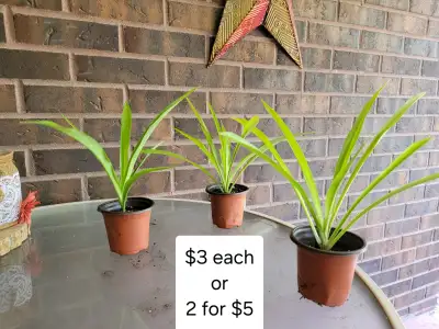 Solid Green Spider Plants, View more