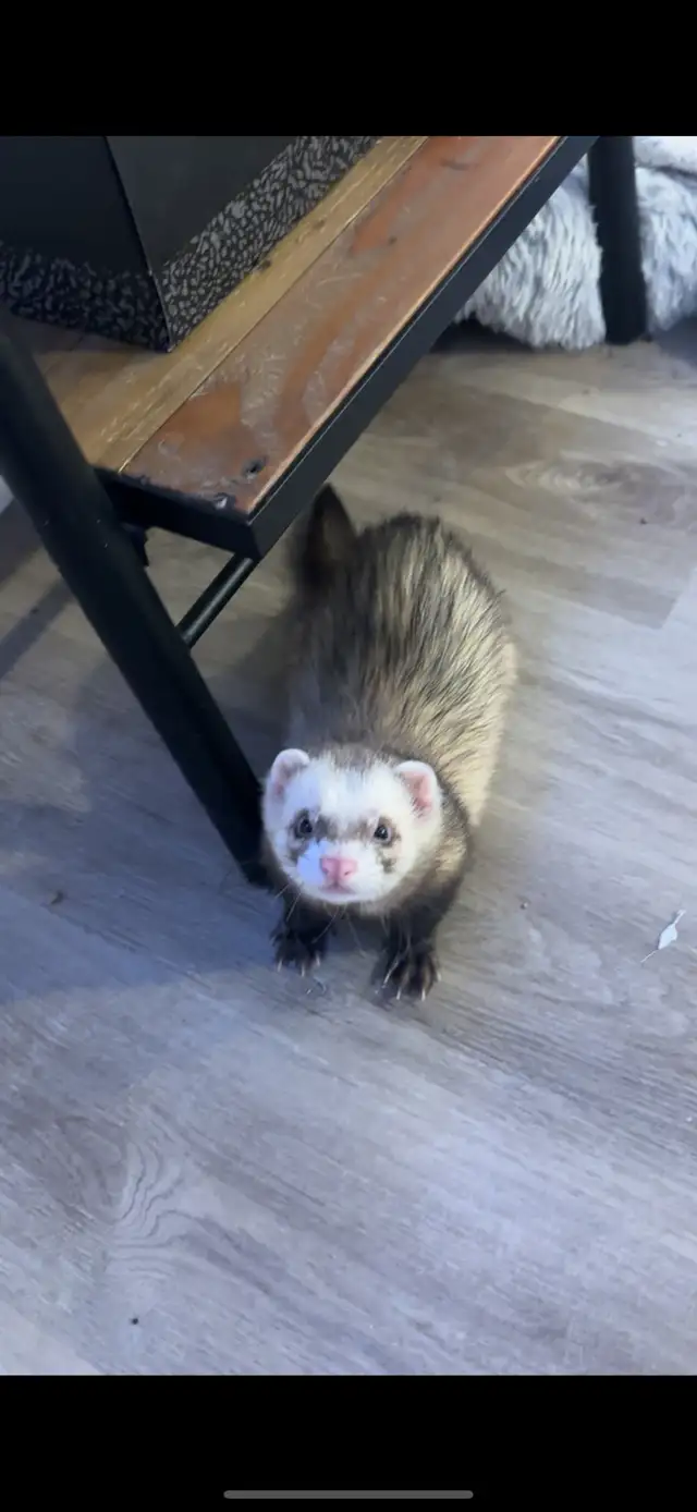 Male Ferret in Small Animals for Rehoming in Markham / York Region - Image 2