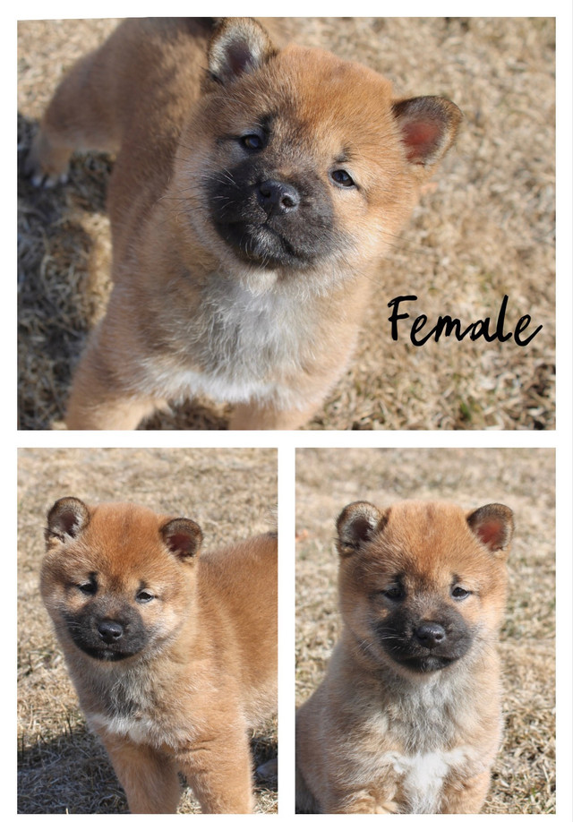 Shiba Inu puppies one left!! in Dogs & Puppies for Rehoming in Winnipeg - Image 2