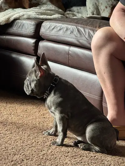 4 month old male French Bulldog, purebred, not papered. 2nd set of shots, including Kennel cough. Co...