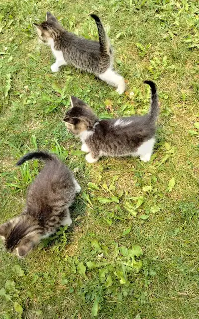 kittens for sale , View more