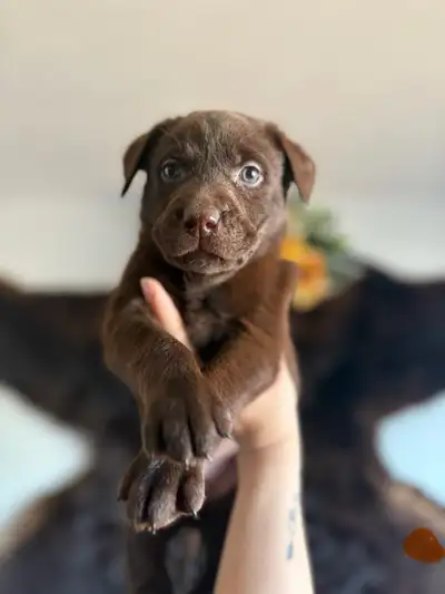 Chocolate labrador retriever puppies Going Fast! Ready to go June 13th Puppies were born April 27 1...