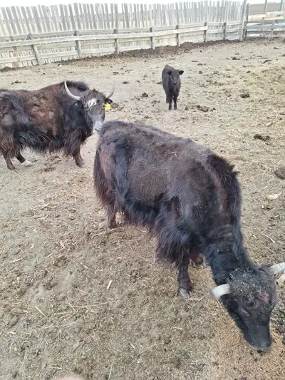 2 Four year old Yak cows for sale. One with a crossbred highland heifer calf born September 3 2025....