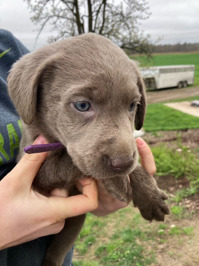 Pure bred silver lab puppies in Dogs & Puppies for Rehoming in Brantford - Image 2