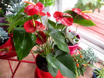 ÉBLOUISSANTES PLANTES EN PLEINE SANTÉ !!!!!, View more
