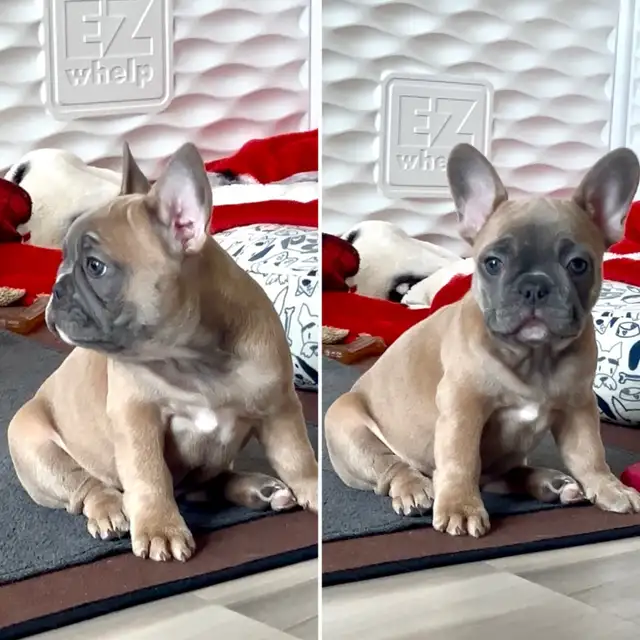 ♥️Ready now! French Bulldog puppies ♥️ in Dogs & Puppies for Rehoming in Calgary - Image 6