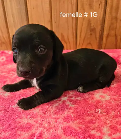chiots Teckels miniatures dachshund, View more