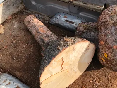 Spruce burl halves, View more