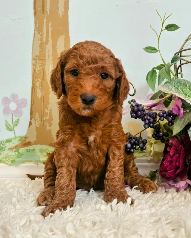 Gorgeous Goldendoodle Puppies! in Dogs & Puppies for Rehoming in Edmonton - Image 5