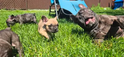 Chiots bouledogue français, View more