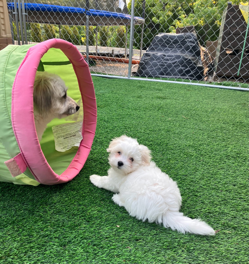 Coton De Tulear Puppies Dogs & Puppies for Rehoming Leamington Kijiji