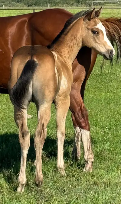 2026 APHA buckskin overo colt, View more