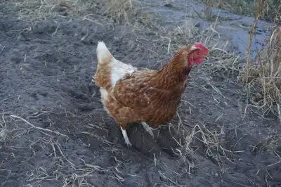 Red Sex Link Laying Hens, View more