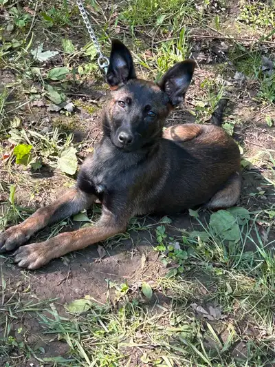 I'm offering a beautiful female Belgian Malinois puppy, she is looking for her forever home and is i...