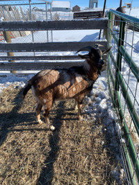 Friendly Goat Buck for Sale